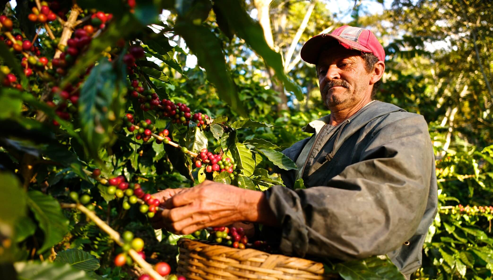 Nicaraguan coffee farmer picking fresh specialty coffee cherries before processing.