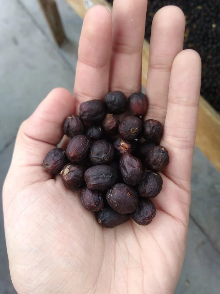 A handful of dried, natural process specialty coffee beans waiting to be pulped.