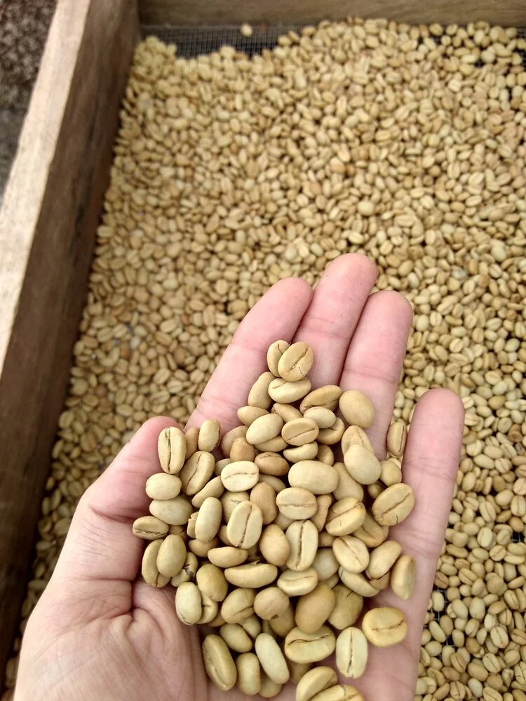 A handful of dried, washed process specialty coffee beans waiting to be roasted.