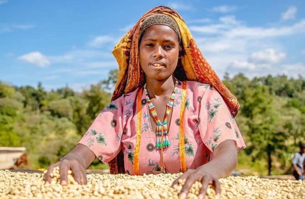 Specialty Coffee farm worker in Ethiopia sorting through raw coffee beans.