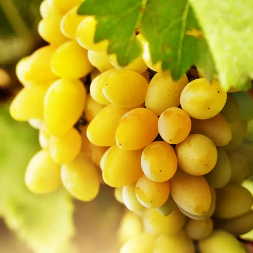 White grapes on a vine