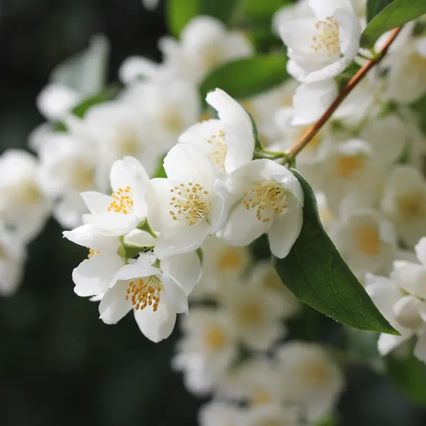 Jasmine flowers