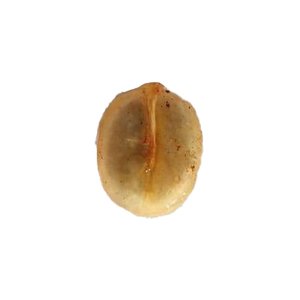 Green coffee bean/seed