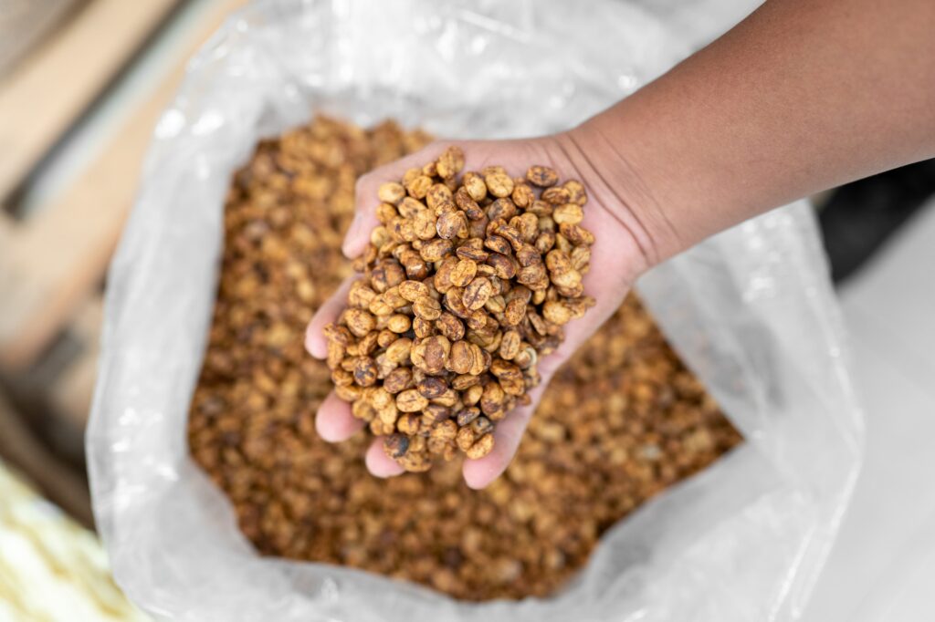 Close up of an Hispanic farmer hands grabbing some red honey coffee beans