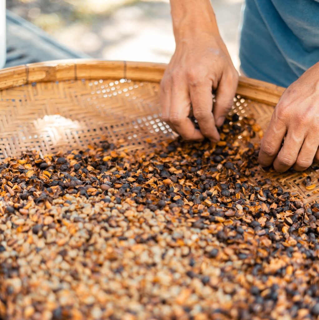 Naturally husked coffee beans in a bamboo tray