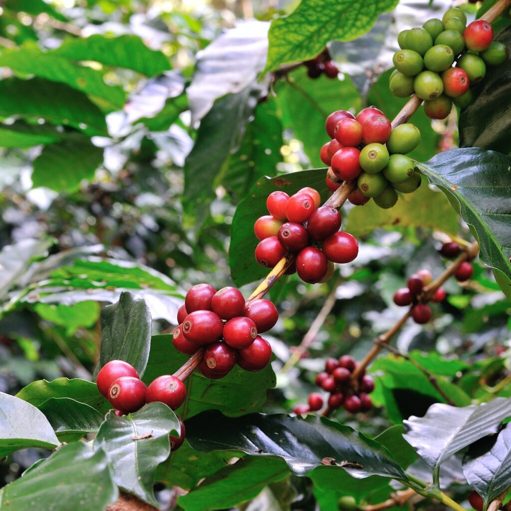 red coffee cherries on coffee tree