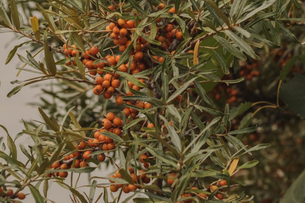 Sea buckthorn Bush with berries against the blue sky