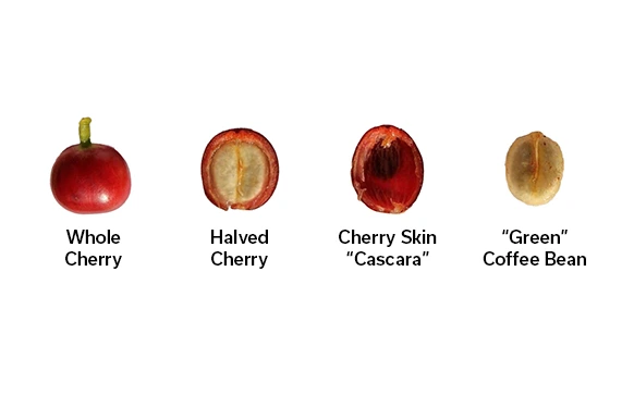 anatomy of a coffee cherry