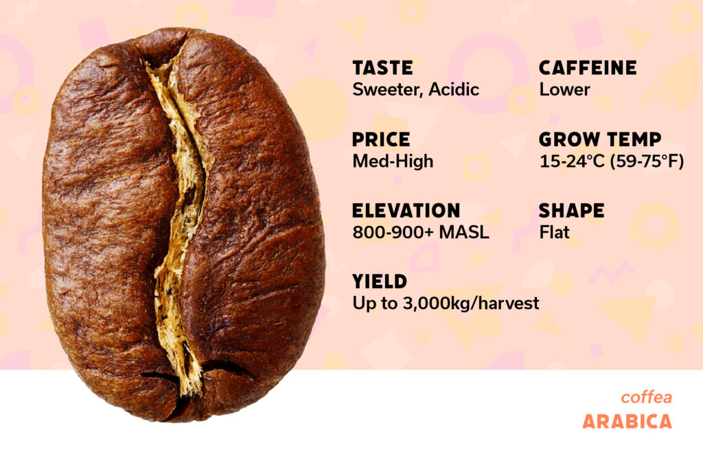 Arabica coffee bean infographic