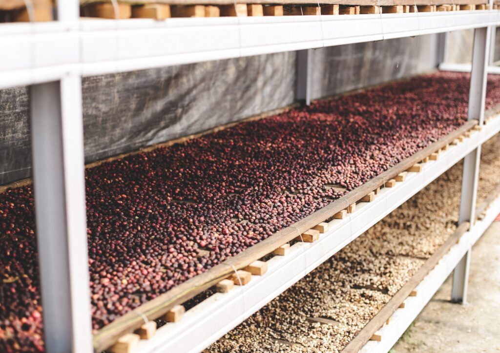 Coffee process with sunlight