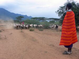 A Tanzania citizen herding their goats on a dirt road at a large mountain base. - "The Black History of Coffee"